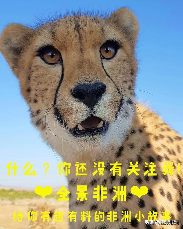 非洲旅游攻略,非洲旅游旅游攻略