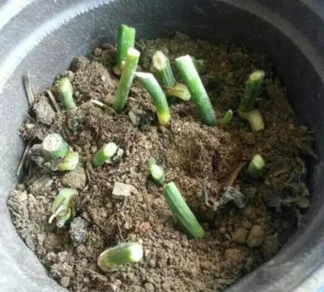 养绿萝没有生根粉怎么办,怎样养绿萝不长藤