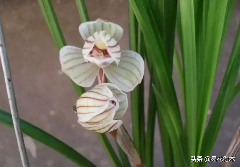 兰花春兰四大名品,兰花十大名品是哪些