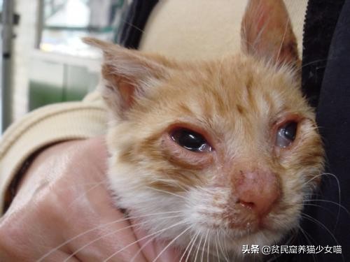 猫咪的小喷嚏可能存在大问题,铲屎关门千万不要掉以轻心