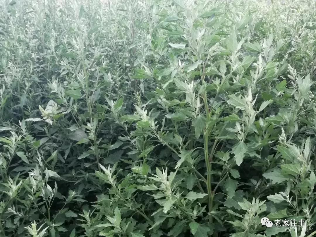 农村生活实拍,农村生活污水处理