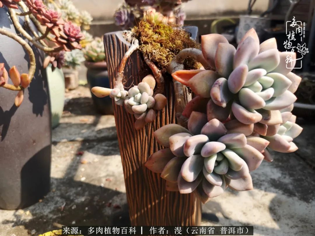 风过留痕讲的啥,风过留痕朗诵