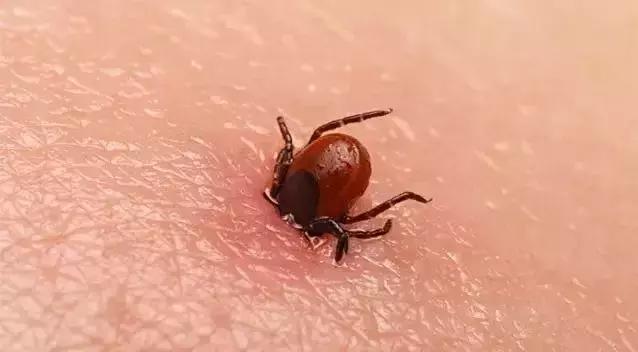 防虫保鲜,防虫保命小妙招