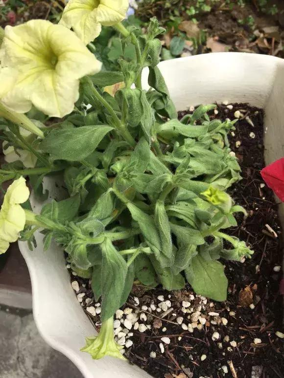 花儿蔫得快怎么回事,花儿都蔫儿了怎么办