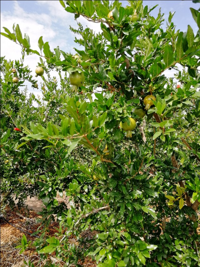 五月怎么在乡下找猫,五月的乡下