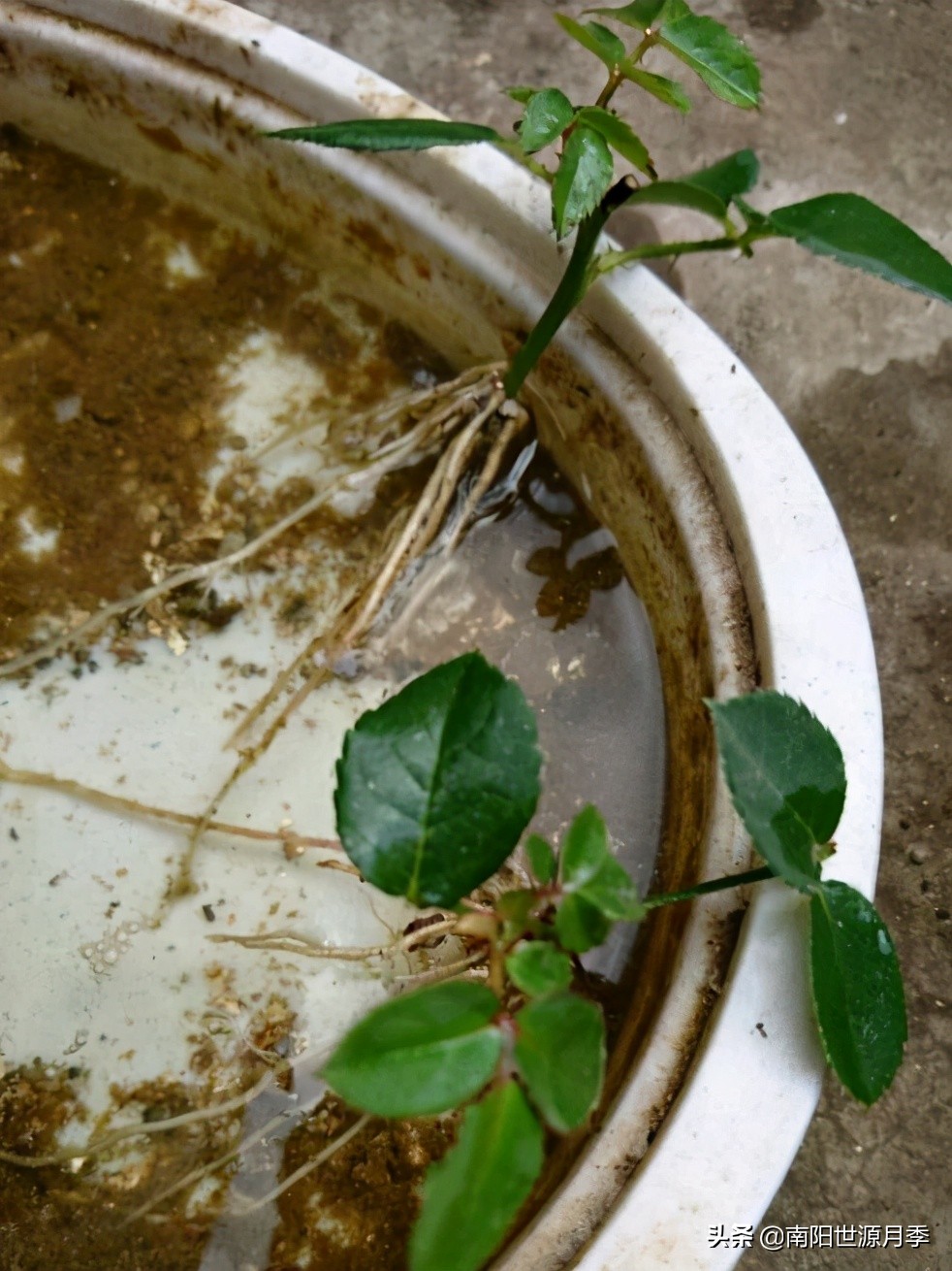 扦插小苗存活率百分之百的方法,扦插2.0撞墙法原理