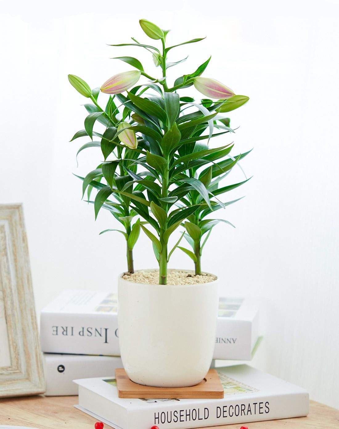 百合花怎样养才能开花更久,养了一个月的百合不开花