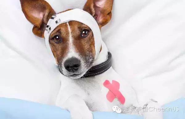 美国家庭都养什么犬,美国人喜欢养什么猛犬