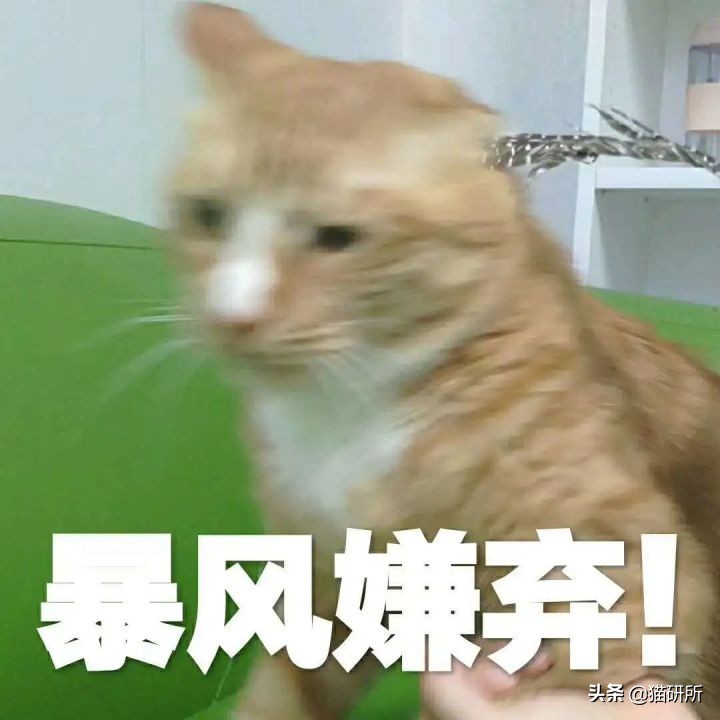 猫咪为什么老是叫讨食,猫咪为什么总是嗯嗯的叫
