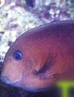 十大最好看的观赏鱼图片大全,十种最漂亮的观赏鱼图片