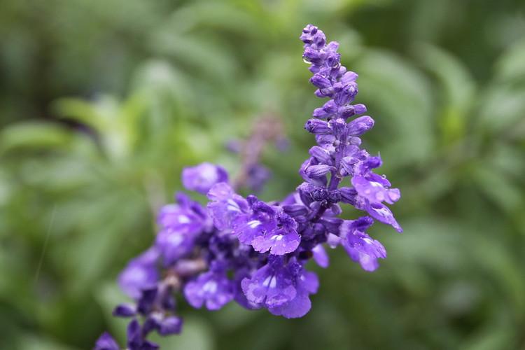 盘点世界各国国花你最喜欢哪种,世界各国国花大全及寓意图片