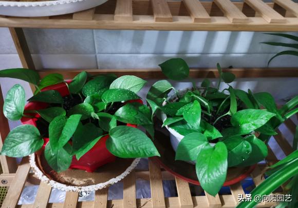 怎么把绿萝养得又粗又壮不长黄叶,绿萝用什么盆养才能长得旺盛