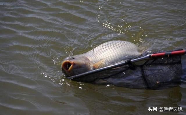 黑坑偷驴实战教学,黑坑后期偷驴必学绝技