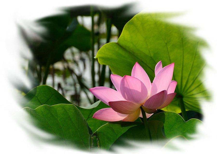 七下语文必背古诗词情感,七年级上册必背古诗加赏析