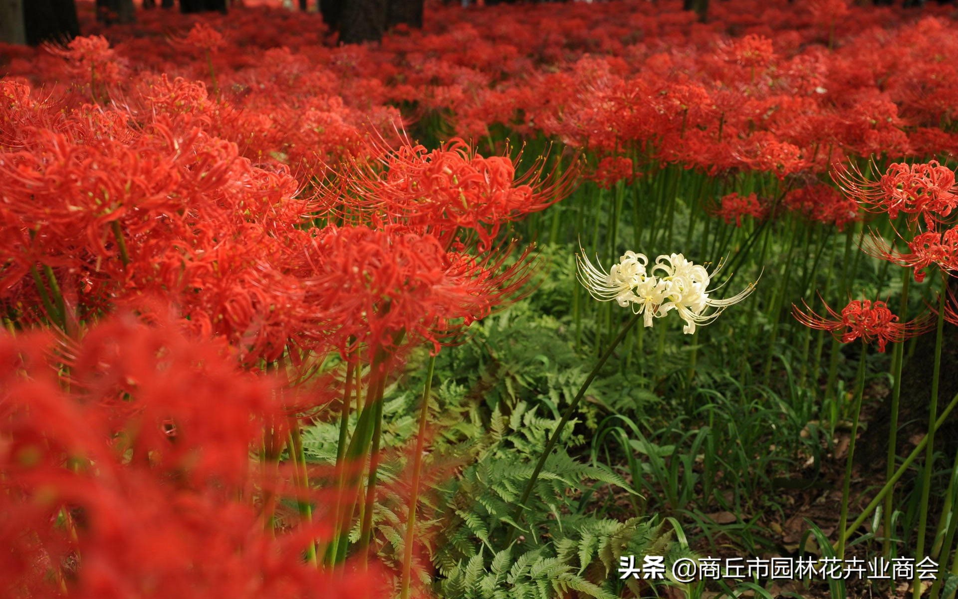 家里栽彼岸花吉利吗,家里养彼岸花好不好