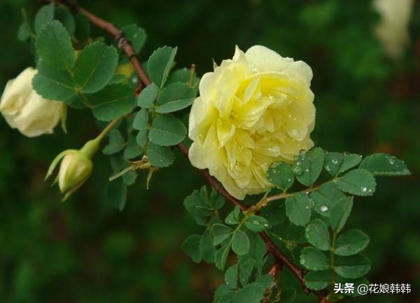 如何判断是月季芽和蔷薇笋,蔷薇笋和月季笋的区别