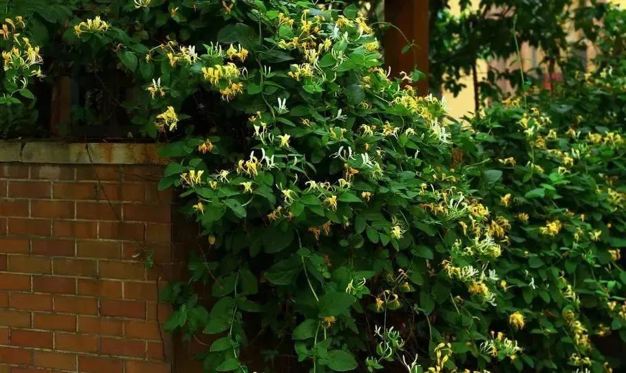 看到花的时候，不知是什么花？那就收下这份百花图谱