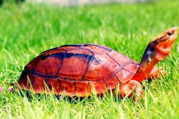 金钱龟跟石金钱的区别图片,越南石金钱龟是真正的金钱龟吗