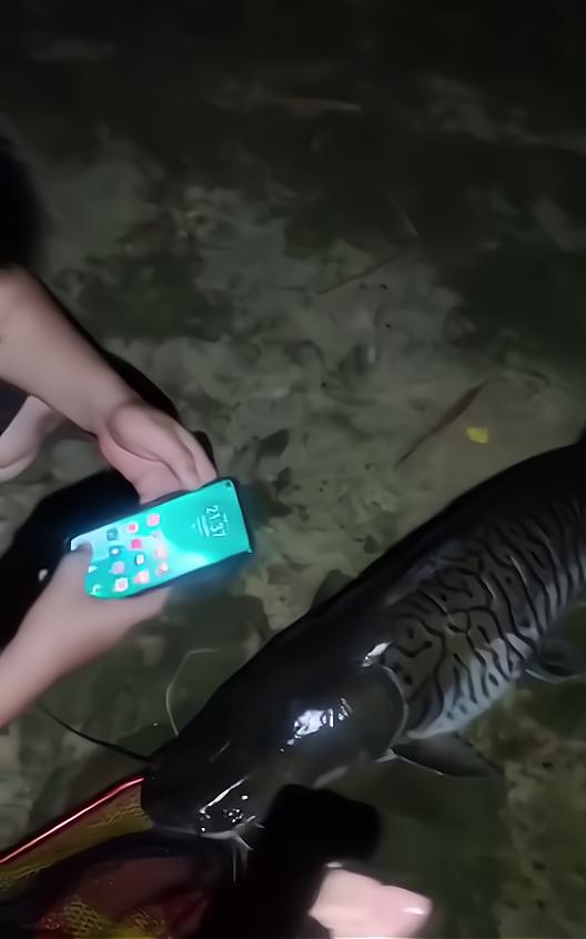 广东渔民捕获的怪鱼,广东淡水的怪鱼