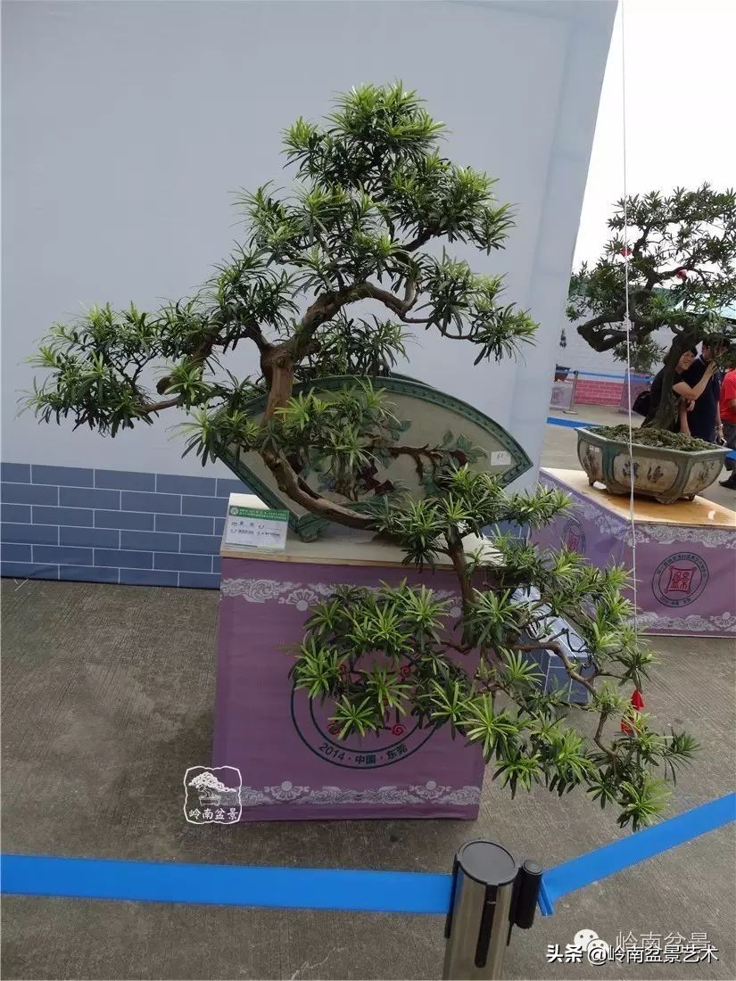 开运招财，非其莫属！清风雅韵，当之无愧！