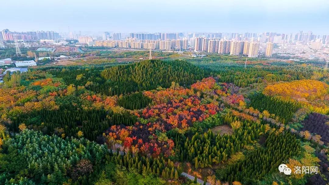 洛阳牡丹花会邀请,洛阳邀请全世界人民看牡丹