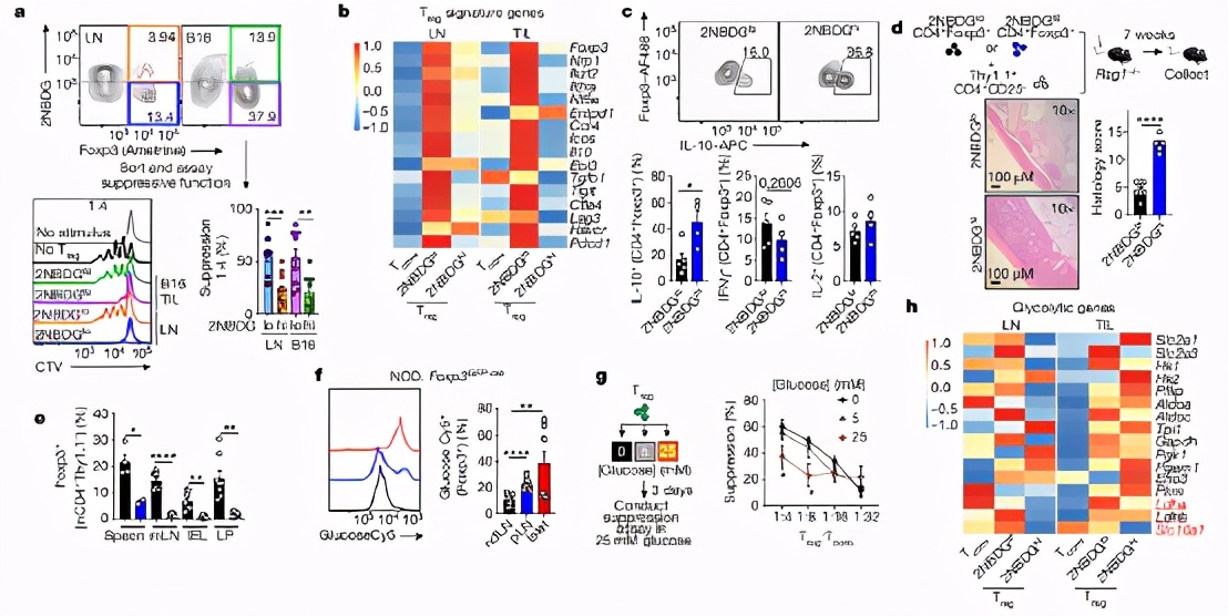 癌细胞竟能策反部分免疫细胞，产生乳酸喂养它们，让其为己所用