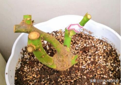 月季老桩容易得根瘤吗,月季老桩买回来要生根粉泡吗