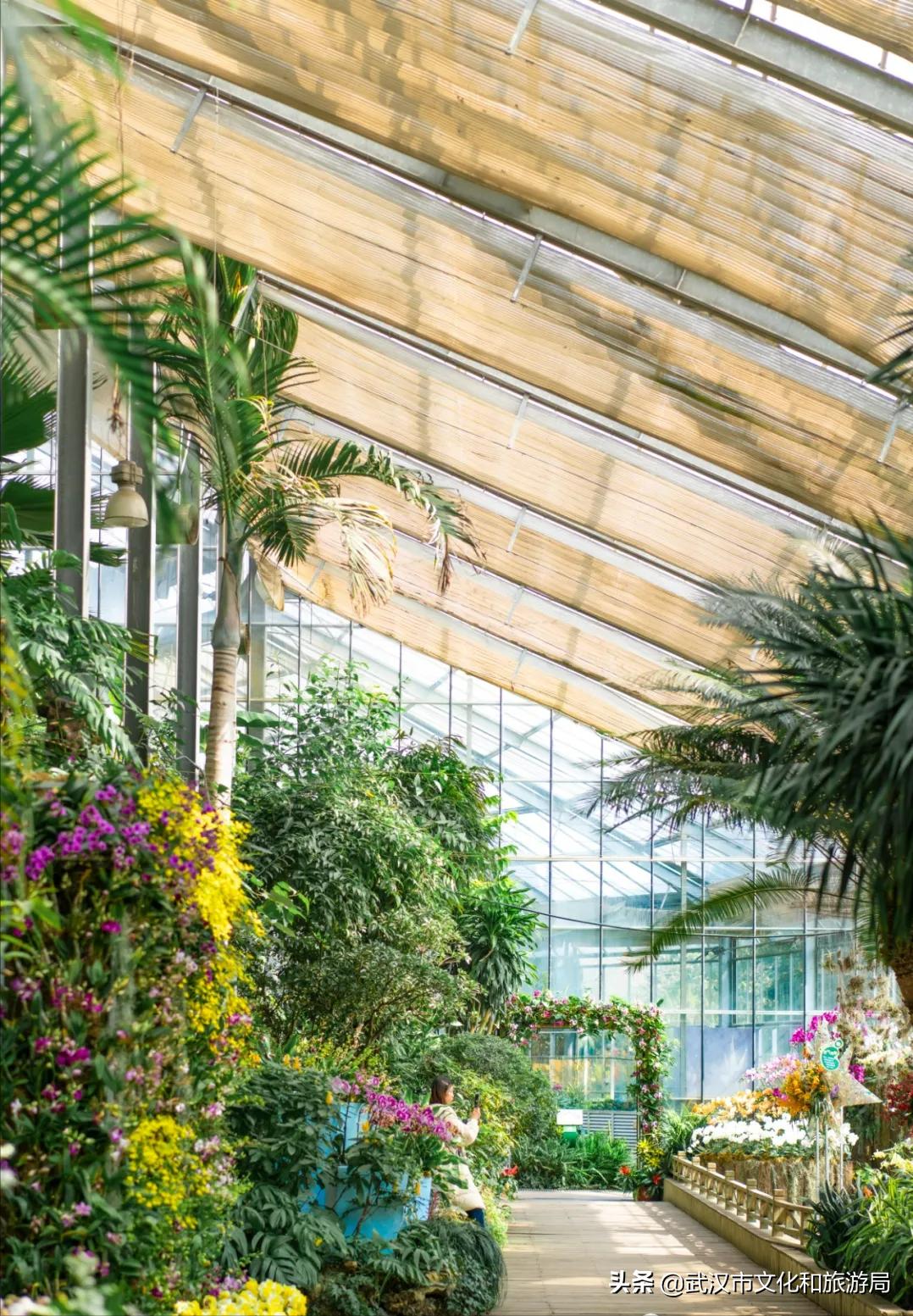 花young官方购票,花young套餐29元103g联通