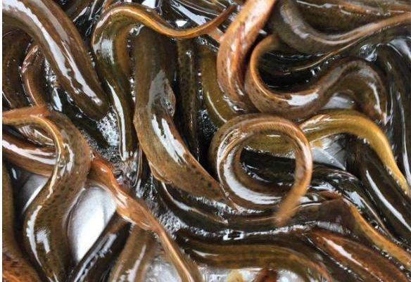 泥鳅养殖技术及前景,泥鳅养殖新技术发展前景