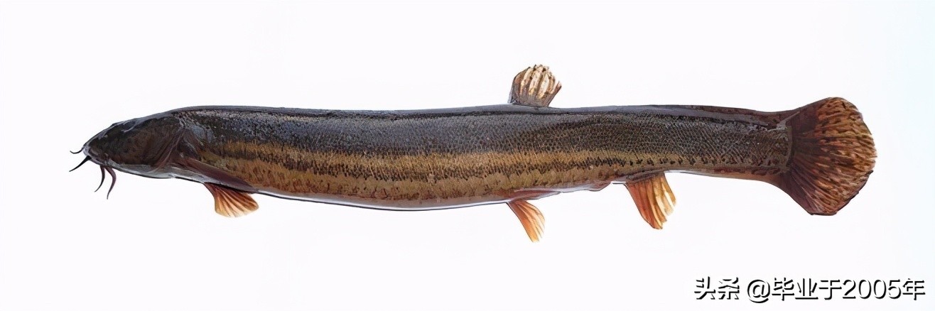 大连旅顺野钓淡水鱼的地方,大连近海常见鱼类图鉴