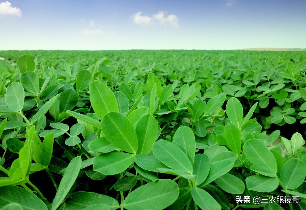 防治花生蛴螬的最佳时间,花生田的蛴螬在什么时间防治最佳