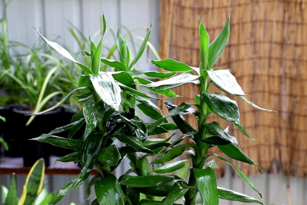 富贵竹杆子萎缩怎么处理,扦插富贵竹杆子萎缩是咋回事