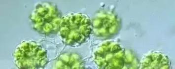 鱼类水产养殖需要哪些藻类,水产养殖显微镜下各种藻类