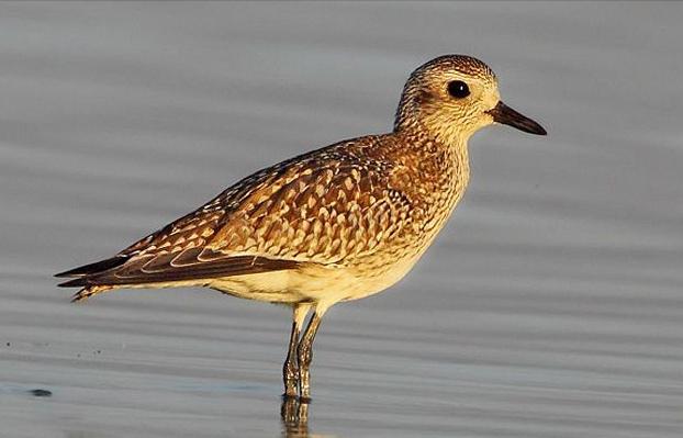 广东常见鸟类图谱图文,广东常见鸟类图谱