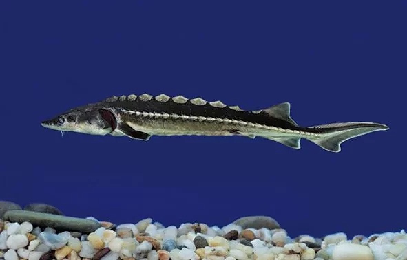 白鲟已经灭绝，中华鲟和长江鲟还好吗？