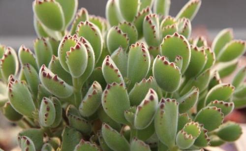 熊童子掉下来的叶子可以扦插吗,多肉熊童子刚入夏天可扦插吗