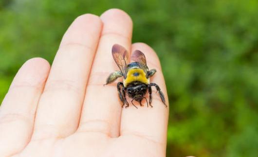 孩子被马蜂蛰妈妈笑了,孩子被马蜂蛰了擦什么药膏