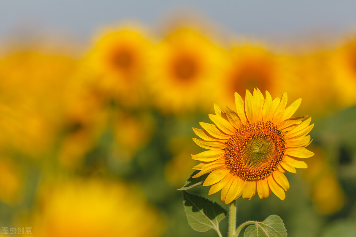 肺癌晚期靶向治疗需要基因检测吗,非小细胞肺癌能用靶向药的几率