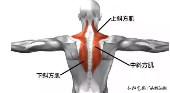 翼型肩胛骨怎么改善体态,瘦出来的蝴蝶骨是翼状肩胛吗