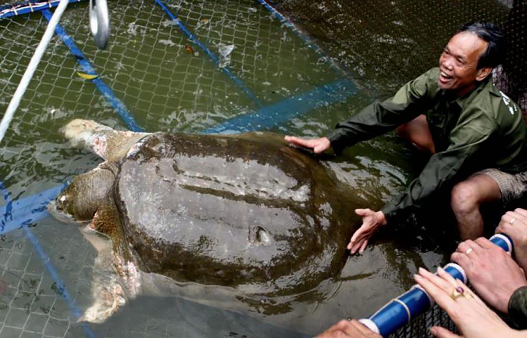 中国仅存的一只雌性斑鳖死亡,斑鳖为什么会灭绝了