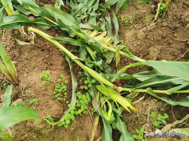 岳池“悟空”大闹龙藏山“九龙”智取降泼猴