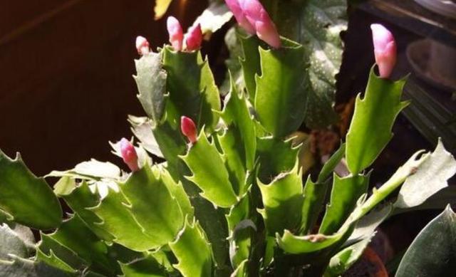 假昙花蟹爪兰仙人指哪个开花期长,仙人指和蟹爪兰的花有什么区别