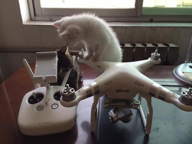 吸猫的科学依据来了,教你如何获得一只猫