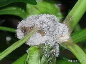辣椒的灰霉病体现是什么症状,辣椒灰霉病会黄叶掉叶子吗