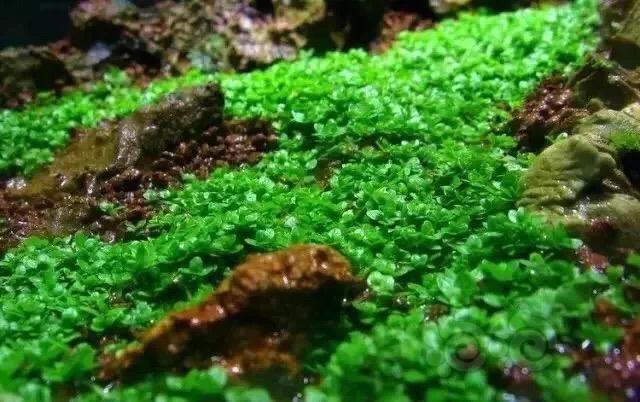 40缸草缸开缸教程新手入门,新手草缸需要装过滤系统吗