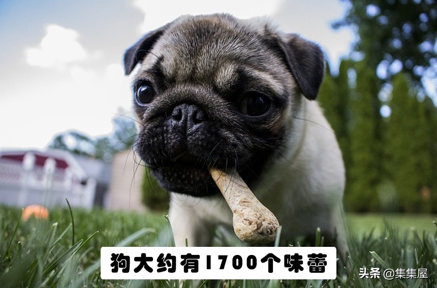 学习动物的基本知识,关于动物的20个问题