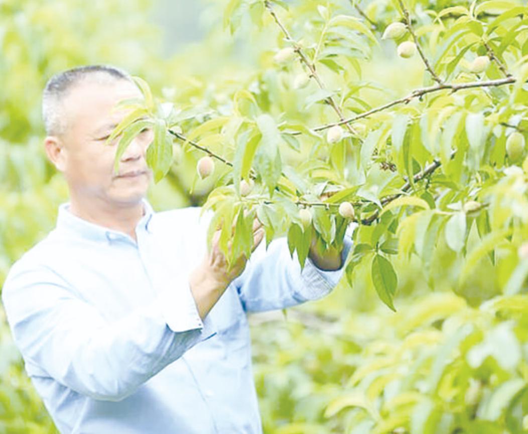 炎陵黄桃资料,黄桃生长历程
