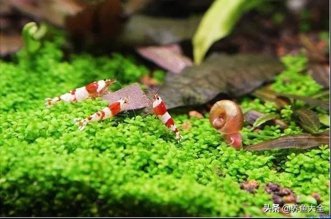 虾爆缸怎么办,极火虾怎么快速爆缸