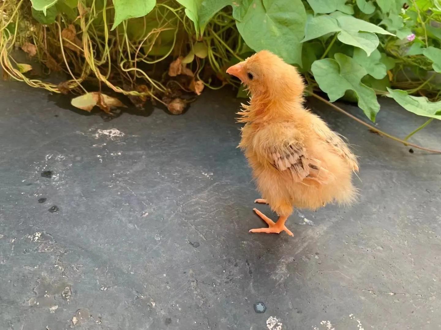 上海吃毛鸡蛋,吃毛蛋吃出活鸡