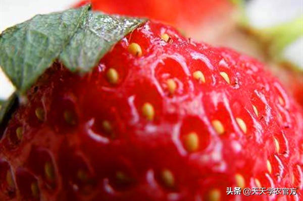 草莓扦插育苗的匍匐茎怎样留,草莓育苗是什么方式繁殖